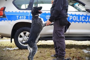 policyjny pies z przewodnikiem na tle radiowozu